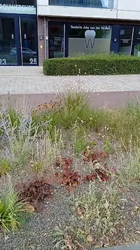 Dr Joke Van Der Straate
